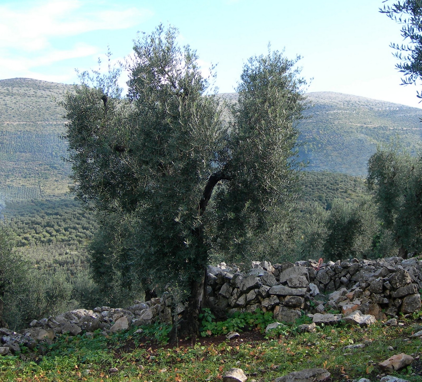 Olivo cultivar Itrana in località  Sonnino