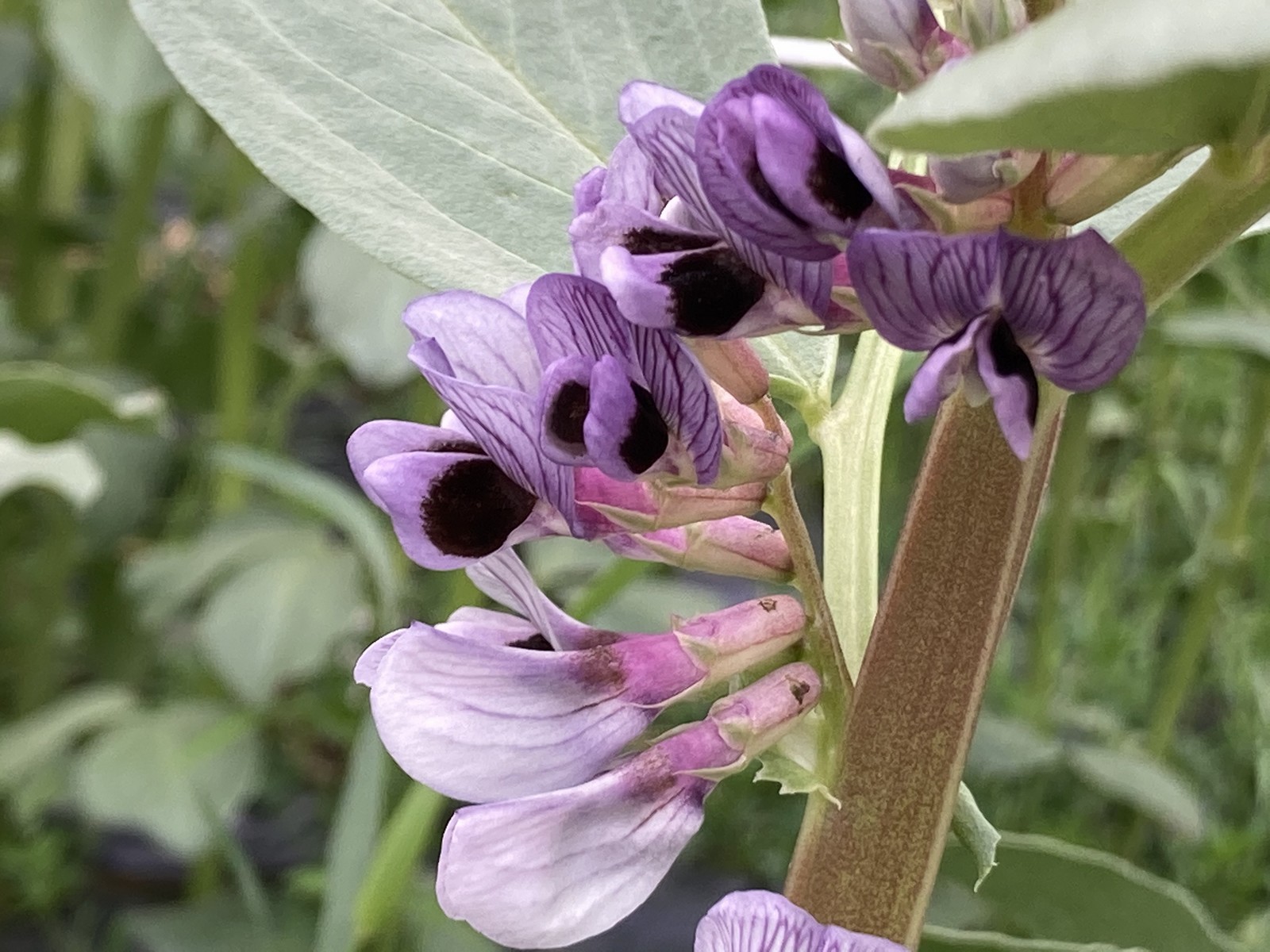 fave di Sauris - il fiore dalle sfumature violacee