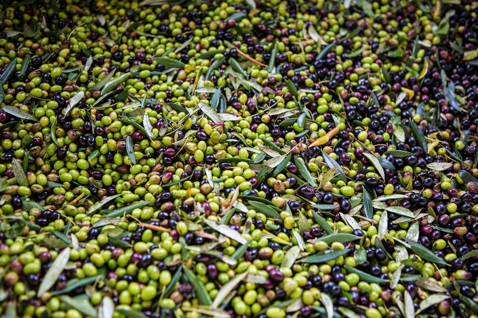 olive toscane
