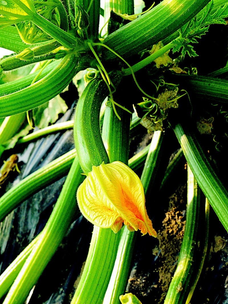 zucchine con fiore ph enos costantini