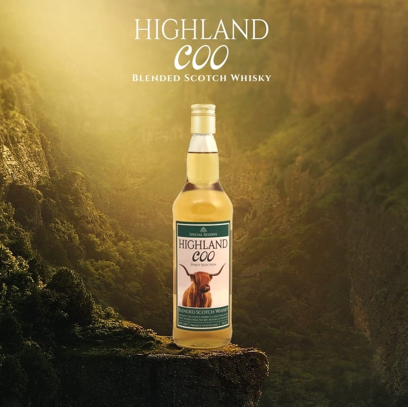 highland coo 
