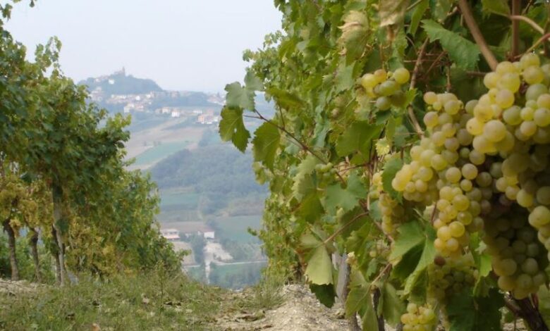 Vigna di Timorasso a Sarezzano ph Piemontecucina
