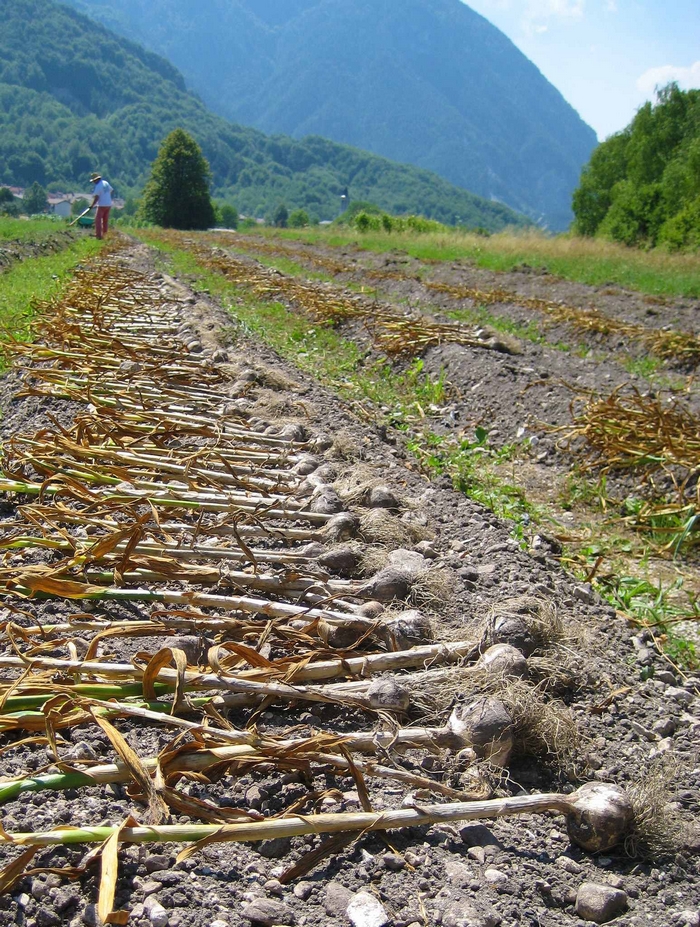 campi di aglio