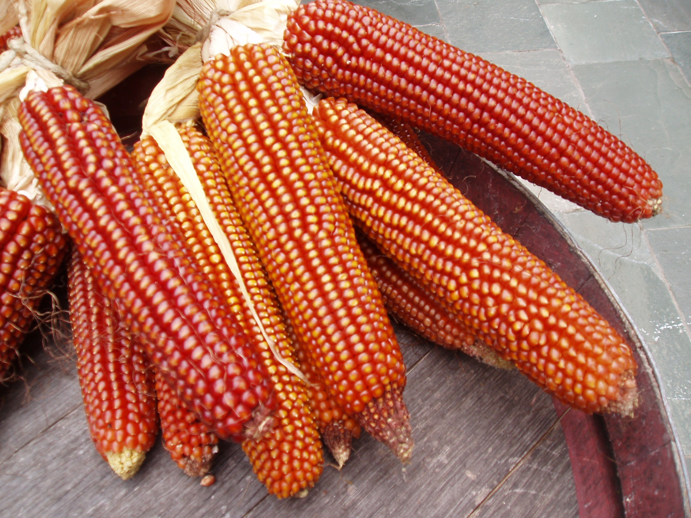 Pannocchie Mais Nostrano Marano