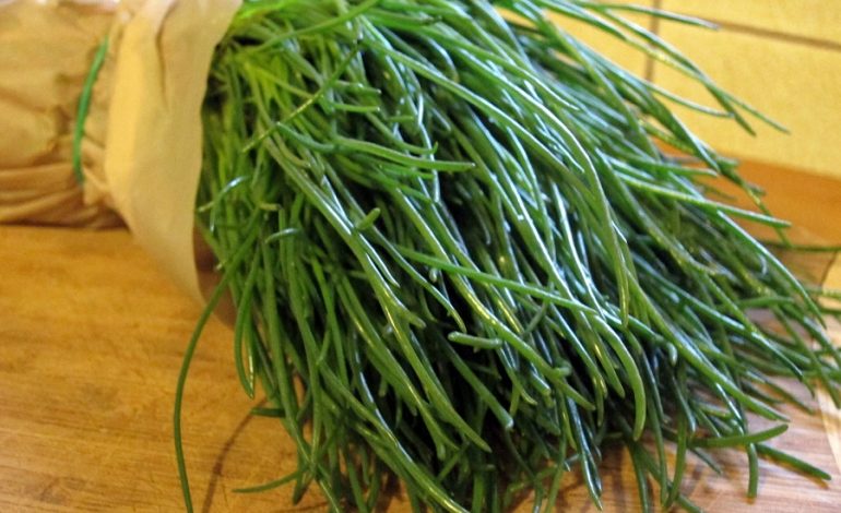 Agretti - La rivista della natura