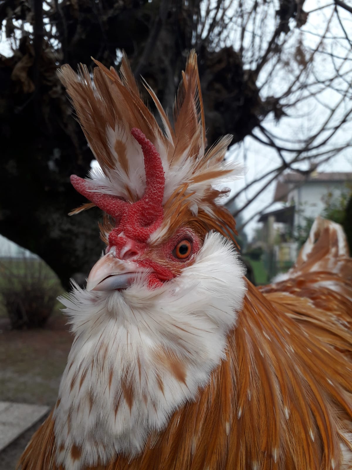 Brabante olandese razza in via estinzione