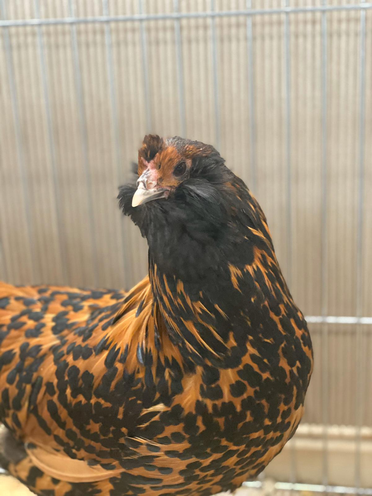 Civetta barbuta olandese razza in estinzione