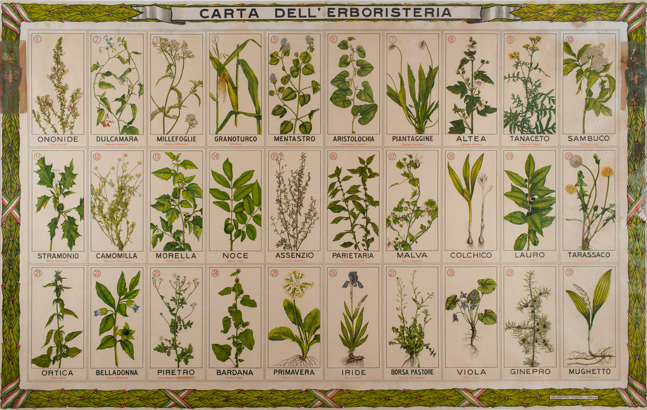 Carta dell'erboristeria di Giuseppe Pozzo
