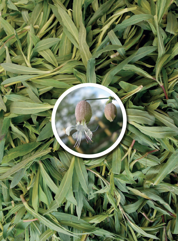 Silene vulgaris