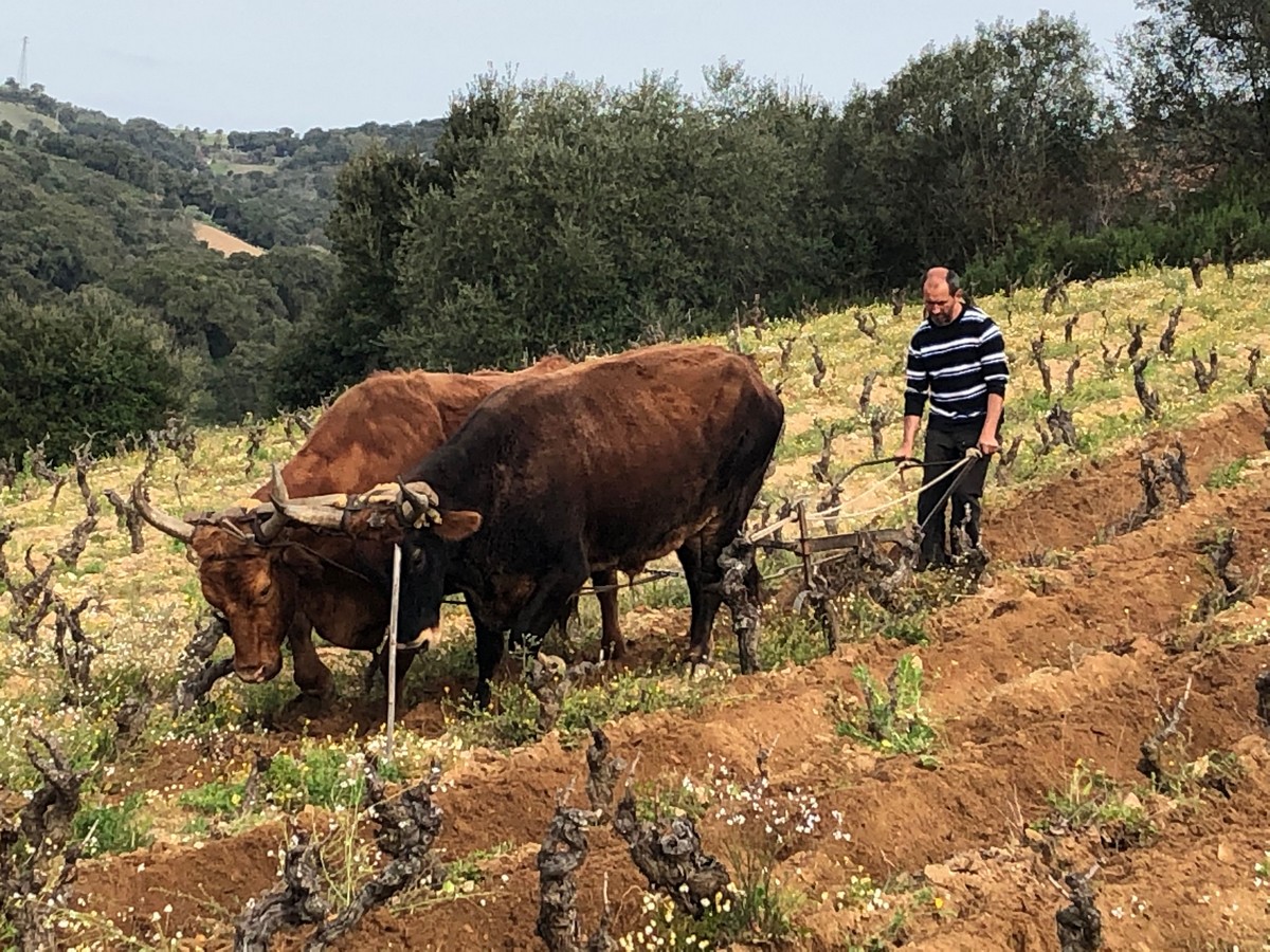 vigne vecchie a Bantu Luna