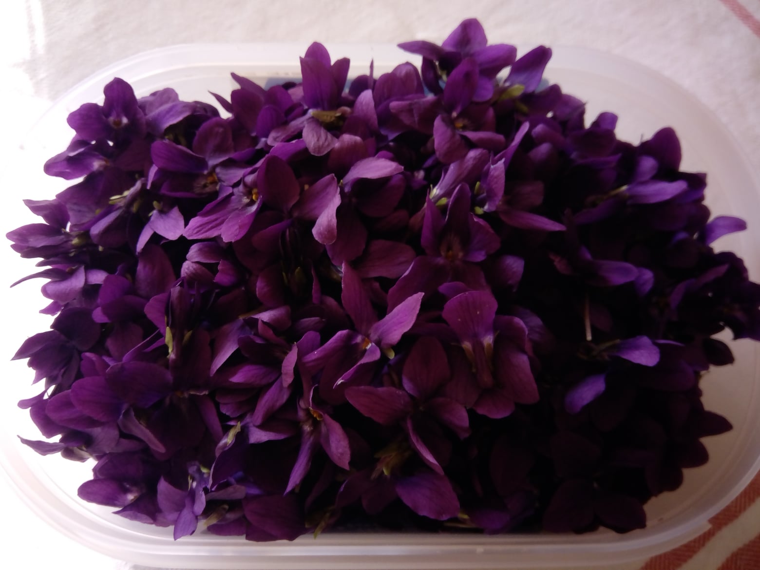 viole mammole
