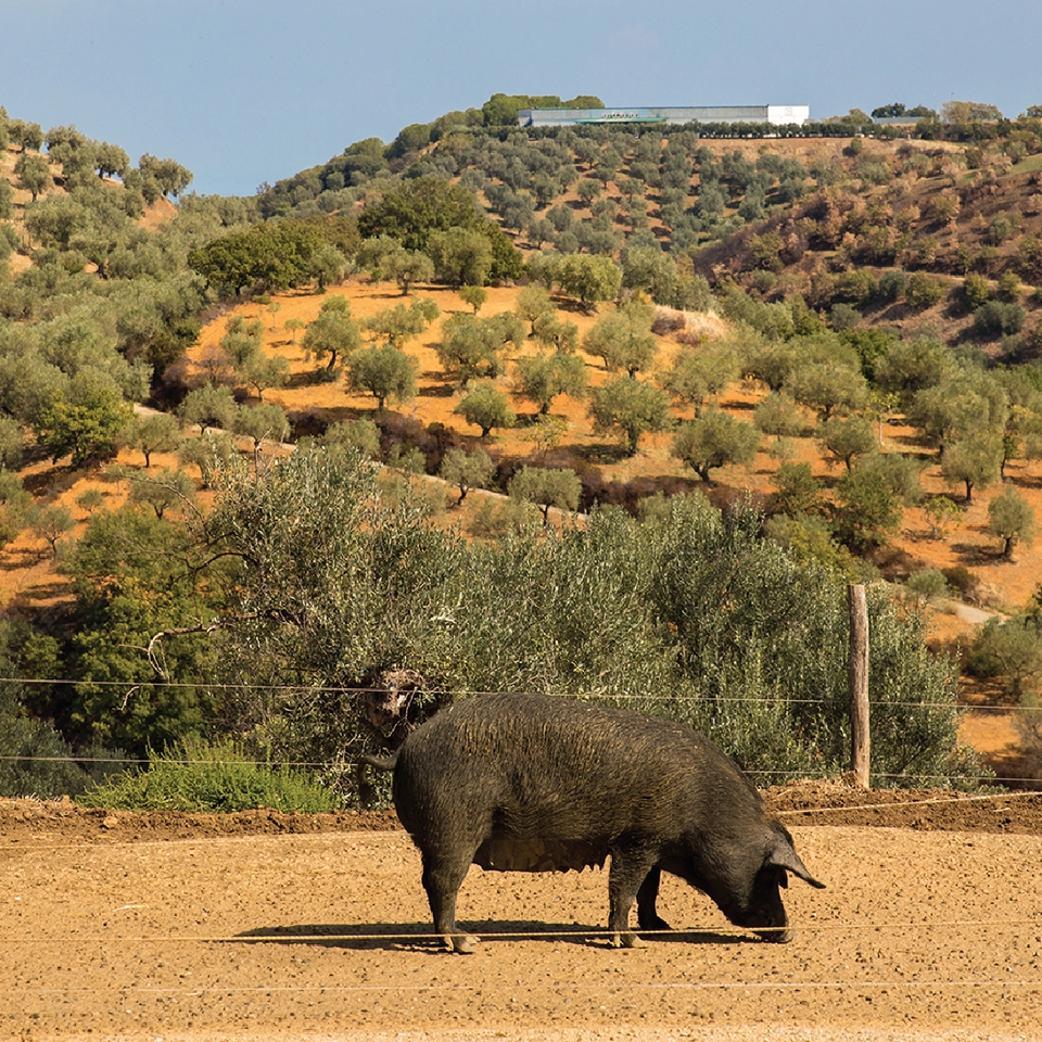 nero calabria