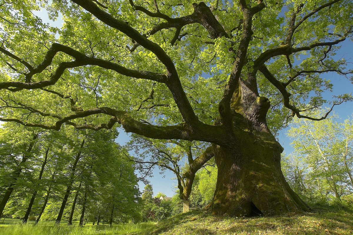 farnia di sterpo by giant tree foundation