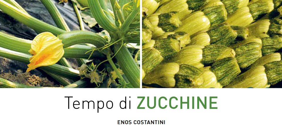 testatina zucchine