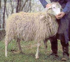 pecora plezzana agrario.org