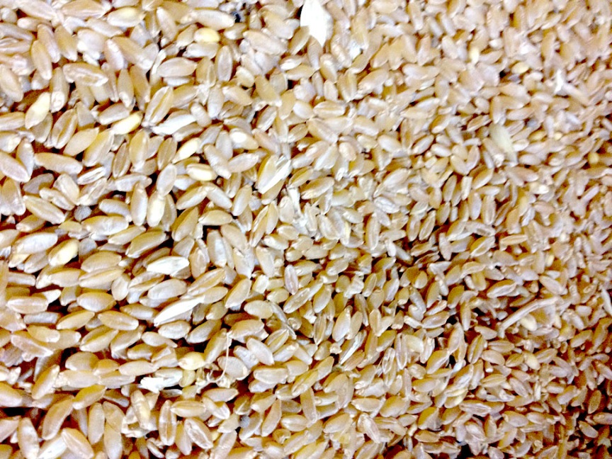 grano