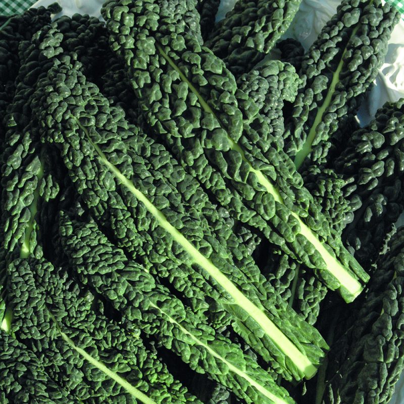 cavolo nero