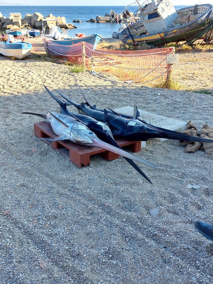 pesce spada