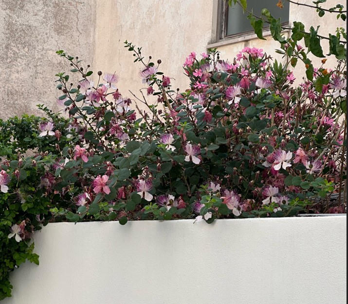 fiori di cappero