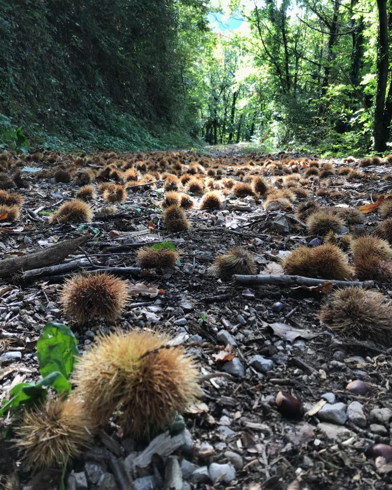 sentiero autinnale in zona Attimis