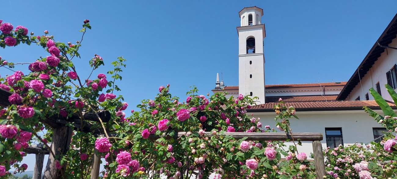 Kostanjevica scorcio con le rose bourbon