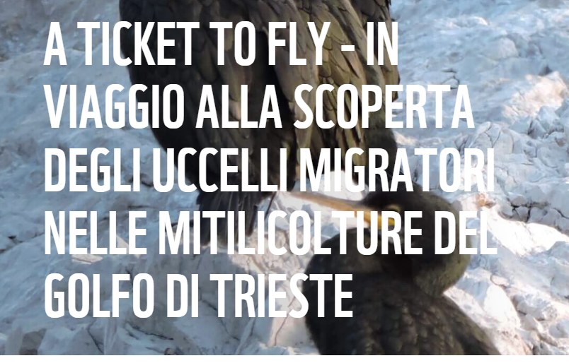 a ticket to fly
