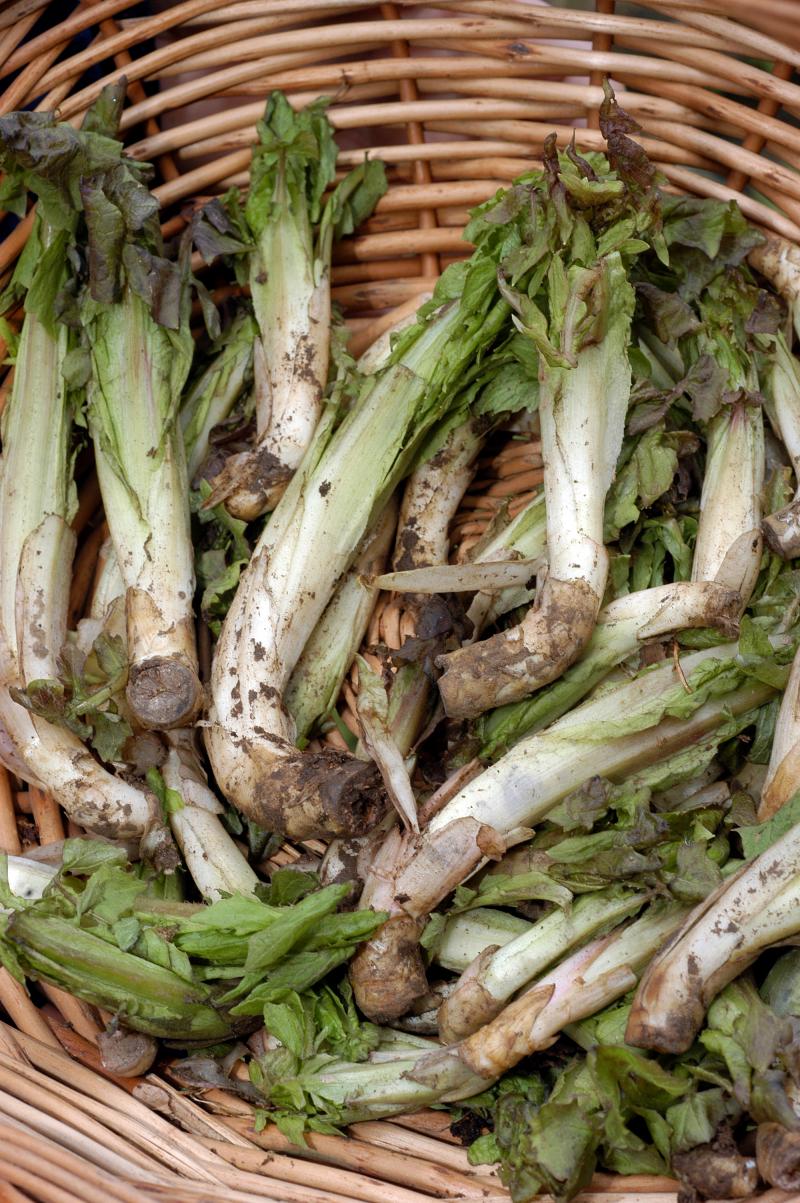 radic' di mont- radicchio di montagna ph. Slow food